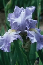 Iris Germanica Babbling Brook - Perunika