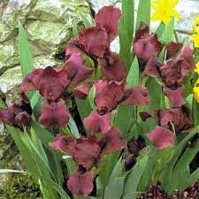 Iris Pumila Cherry Garden - Perunika