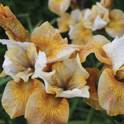 Iris Sibirica Butterscotch Fizz - Perunika