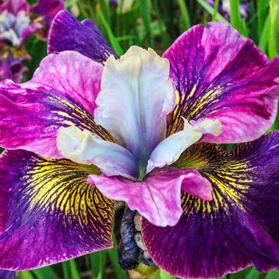 Iris Sibirica Charming Billy - Sibirska Perunika