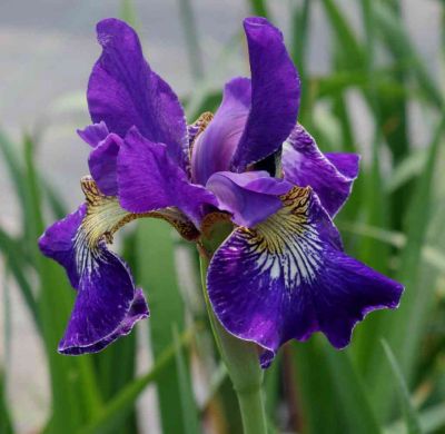 Iris Sibirica Golden Edge - Sibirska Perunika