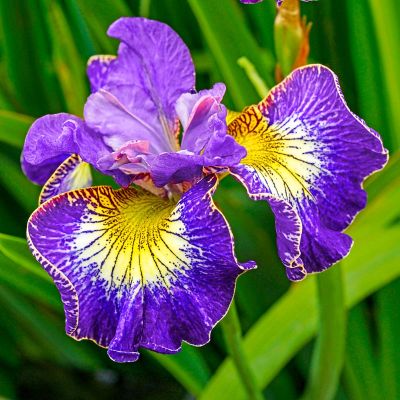 Iris Sibirica How Audacious - Sibirska Perunika 