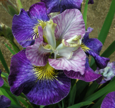 Iris Sibirica On Mulberry Street - Sibirska Perunika