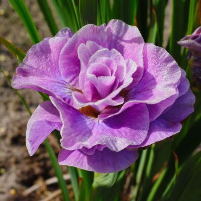 Iris Sibirica Pink Parfait - Sibirska Perunika