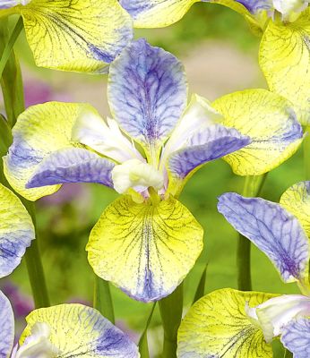 Iris Sibirica Tipped in Blue - Sibirska Perunika