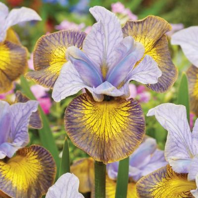 Iris Sibirica Uncorked - Sibirska Perunika