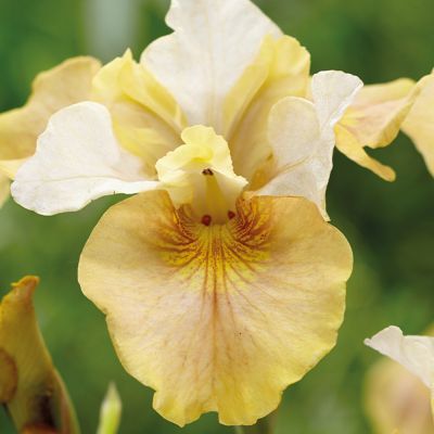 Iris Sibirica White Amber - Sibirska Perunika