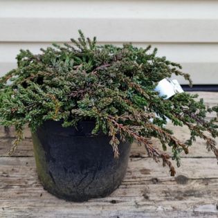 Juniperus Communis Hibernica Prostata - Polegla Kleka