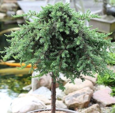 Juniperus Green Mantle - Kalemljena Kleka Na Štapu
