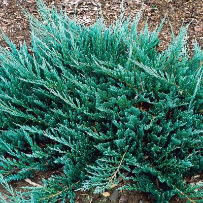 Juniperus Horizontalis Blue Chip - Polegla Plava Kleka
