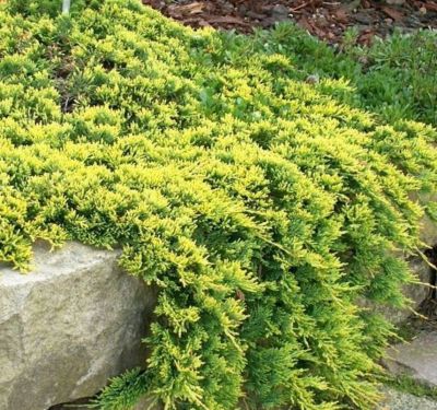 Juniperus Horizontalis Golden Carpet - Polegla Zlatna Kleka