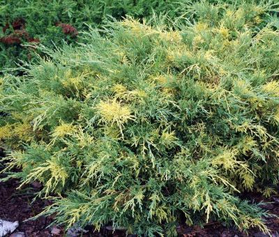 Juniperus Phitzeriana Blue And Gold - Polegla Kleka