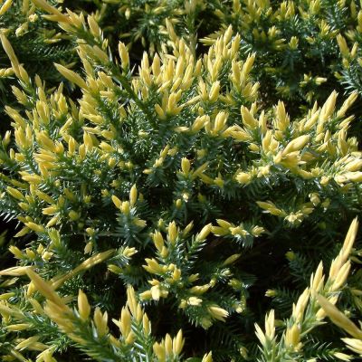 Juniperus Squamata Holger - Polegla Kleka