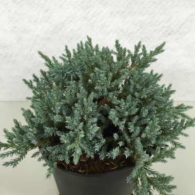 Juniperus Squamata Tropical Blue - Polegla Kleka