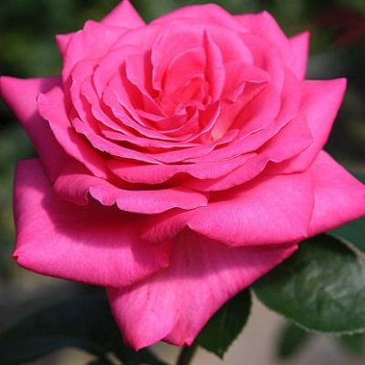 Ruža Čajevka Lady Like