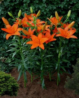 Lilium Asiatic Fantastic Orange - Orijentalni Ljiljan