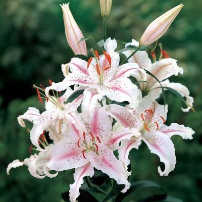 Lilium Asiatic Muscadet - Orijentalni Ljiljan