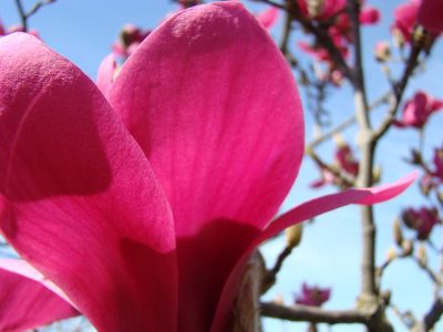 Magnolia Aphrodite - Magnolija