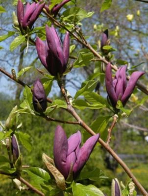Magnolia Brooklynensis Black Beauty - Zvezdasta Magnolija