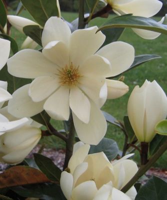 Magnolia Fairy Cream Blush - Magnolija