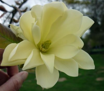 Magnolia Gold Star - Magnolija