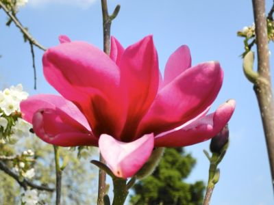 Magnolia Livingstone - Magnolija