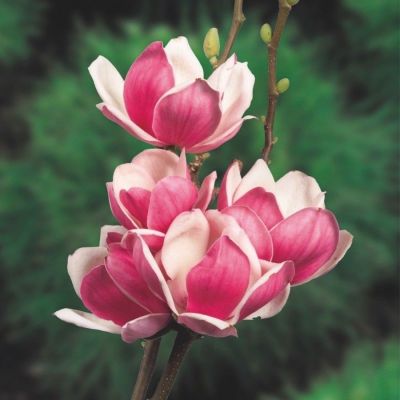 Magnolia Soulangeana Satisfaction - Magnolija