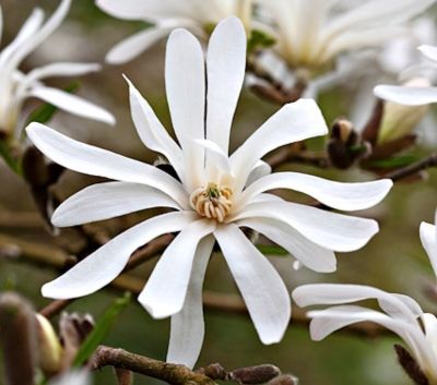 Magnolia Stellata - Zvezdasta Magnolija