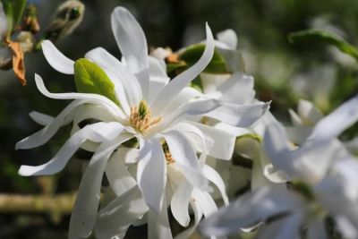 Magnolia Stellata Royal Star - Bela Zvezdasta Magnolija