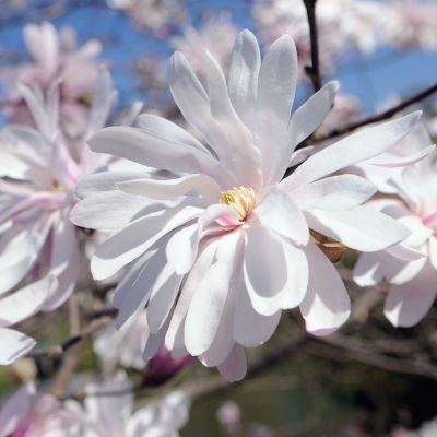 Magnolia Stellata Waterlily - Zvezdasta Magnolija