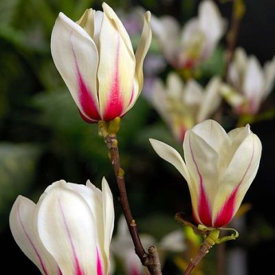 Magnolia Sunrise - Magnolija