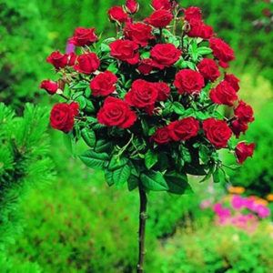 Ruža Stablašica Nina Weibull