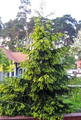 Picea Orientalis Aureospicata –  Kavkaska Zlatna Smrča