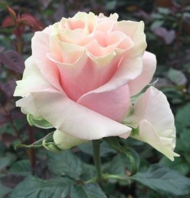 Ruža Čajevka Pink Mondial