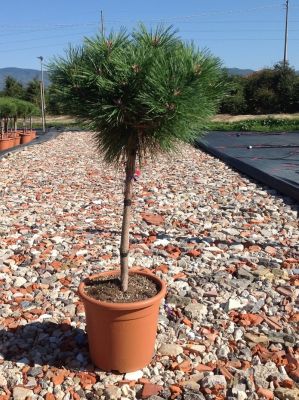 Pinus Brepo na štapu - Kalemljeni Kuglasti Bor Na Štapu