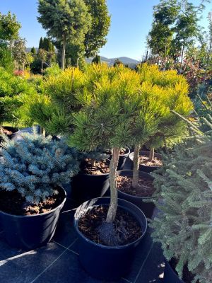 Pinus Mugo Carsten's Wintergold P19 - Zlatni Bor na štapu