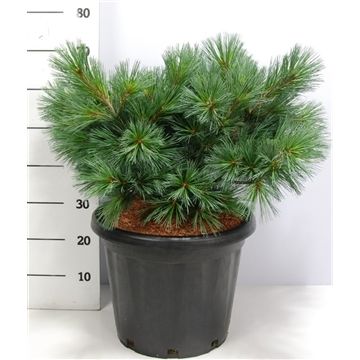 Pinus Strobus Secrest - Kuglasti Petoigličavi Bor