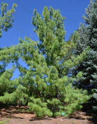Pinus Wallechiana - Himalajski bor 