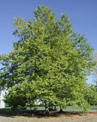 Platanus Acerifolia 3m-3,5m  - Javorolisni Platan