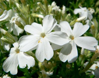 Plox Subulata White Delight - Plamenac