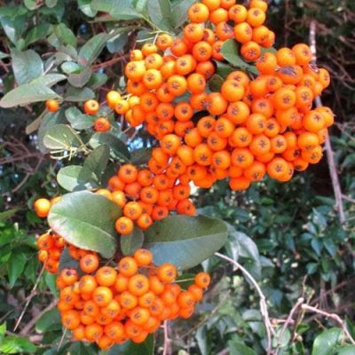 Pyracantha Coccinea Orange Charmer - Vatreni Grm