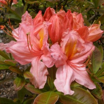 Rhododendron Berryrose - Japanska Azaleja