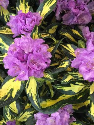 Rhododendron BlattGold - Rododendron