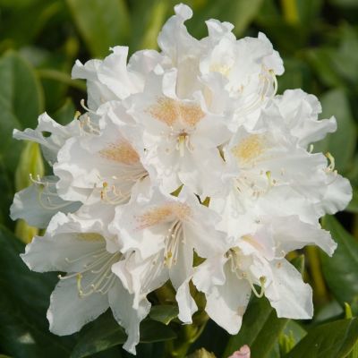 Rhododendron Cunningham's White - Rododendron