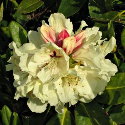 Rhododendron Elsie Straver - Rododendron