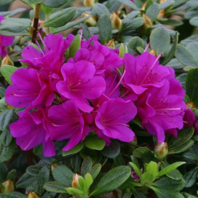 Rhododendron Geisha Purple - Rododendron