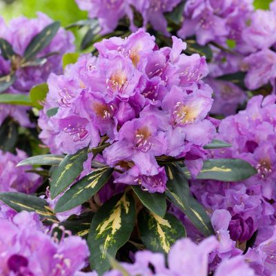 Rhododendron Goldflimmer - Rododendron