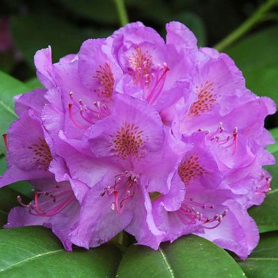 Rhododendron C. Grandiflora - Rododendron