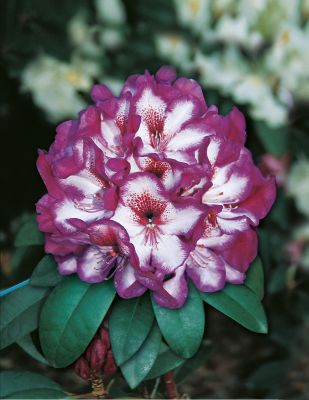 Rhododendron Hans Hachmann - Rododendron