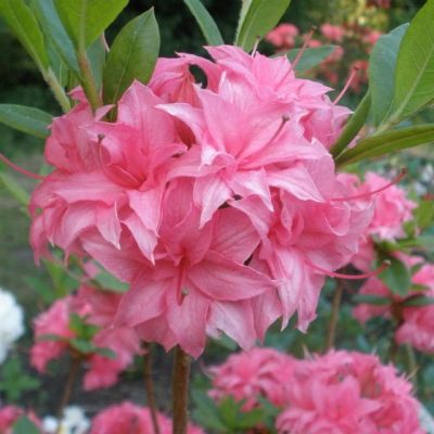 Rhododendron Homebush - Rhododendron